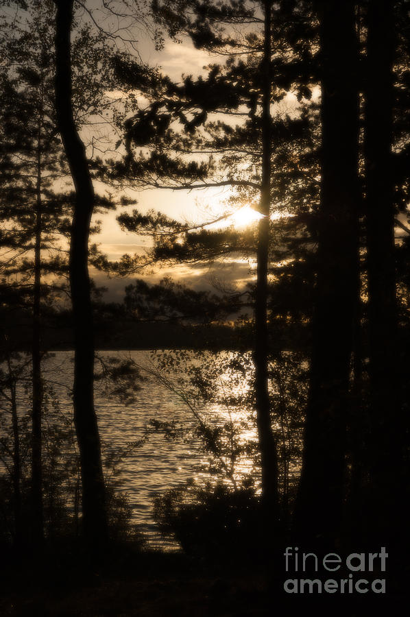 Swedish lake glimpsed through trees #6 Photograph by Peter Noyce