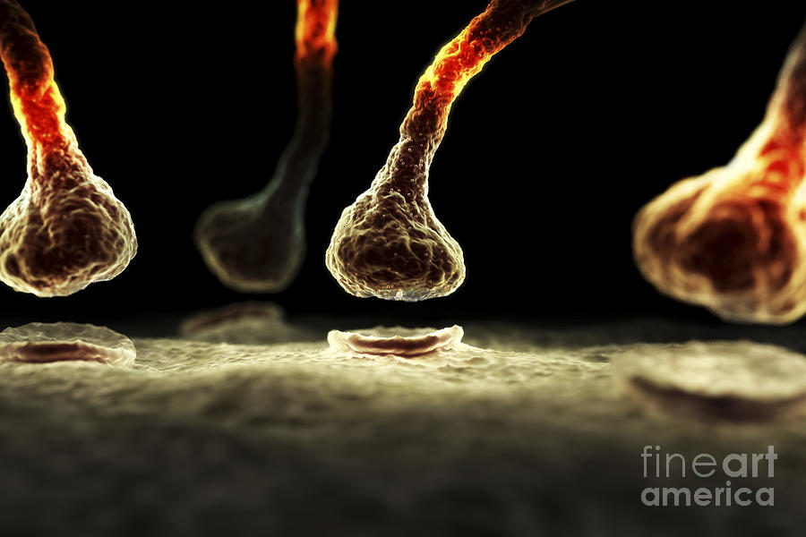 Synapses Photograph - Synapses #5 by Science Picture Co