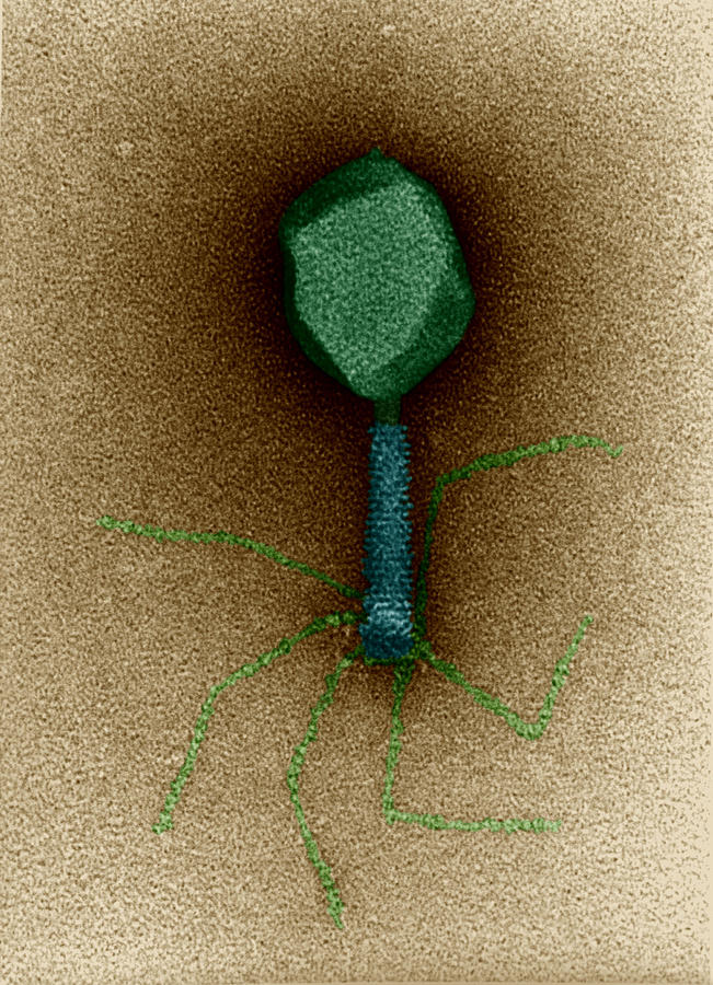 T-bacteriophages And E-coli #5 Photograph by Eye of Science