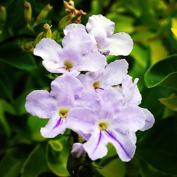 Nature Photograph - #tagstagram.app #flower #blossom #5 by Stealth One