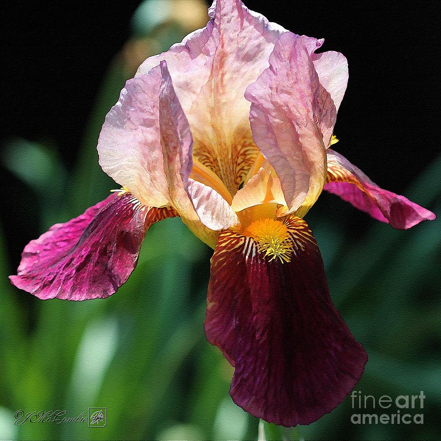 Tall Bearded Iris named Indian Chief #5 Painting by J McCombie