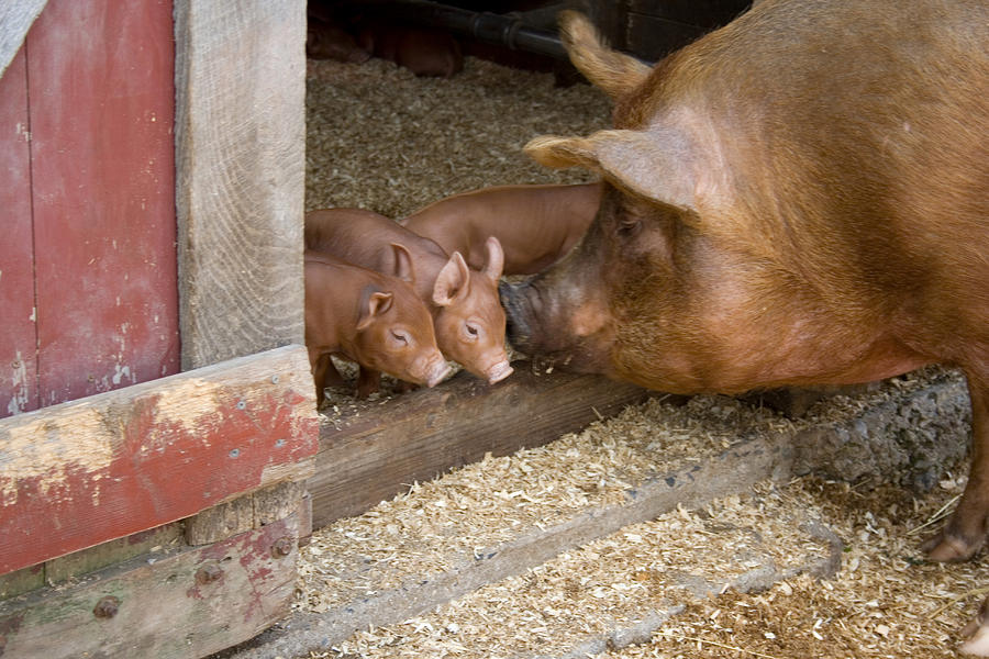 Farm Animals Photograph - Tamworth Pigs #5 by Bonnie Sue Rauch