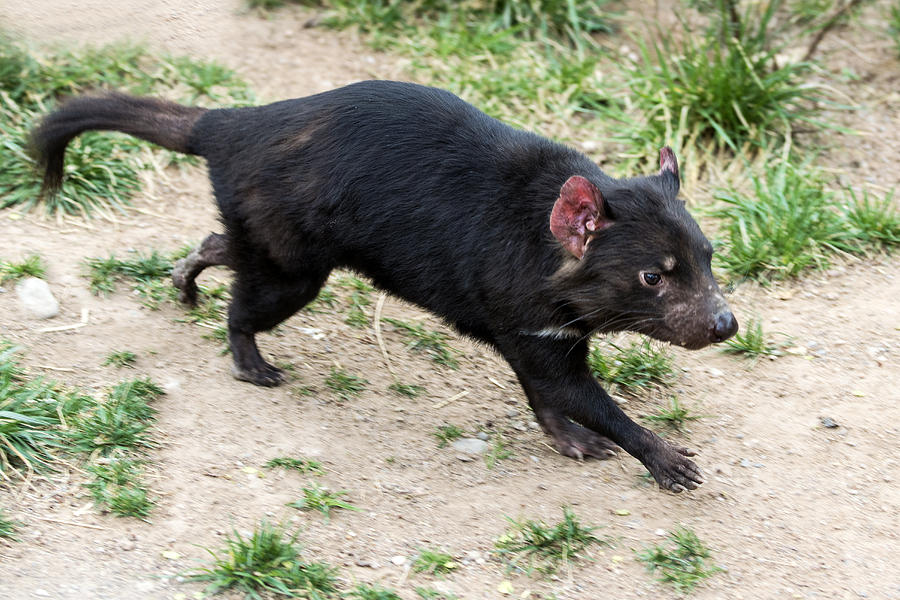 Tasmanian Devil #5 Photograph by Mark Newman