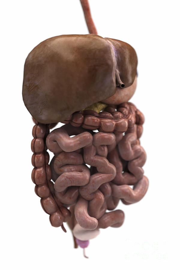 The Digestive System #5 Photograph by Science Picture Co