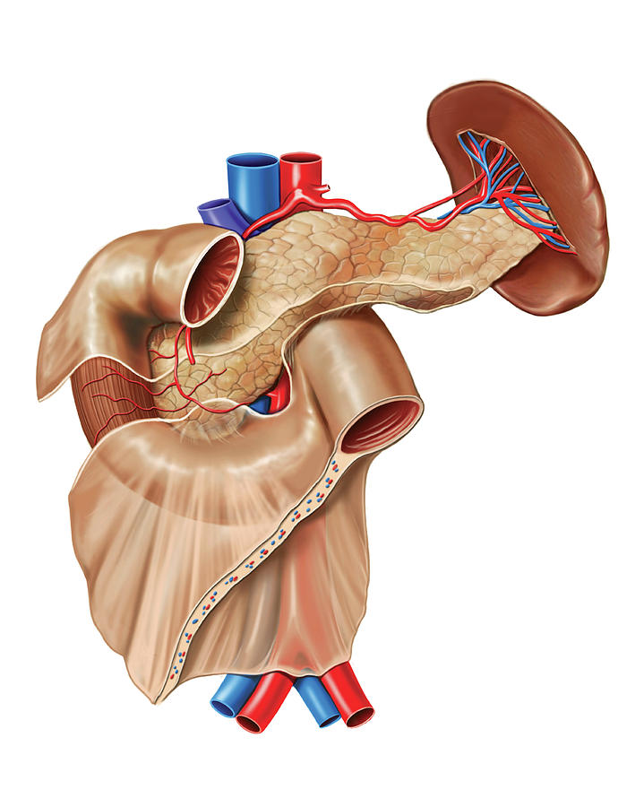 The Pancreas #5 Photograph by Asklepios Medical Atlas