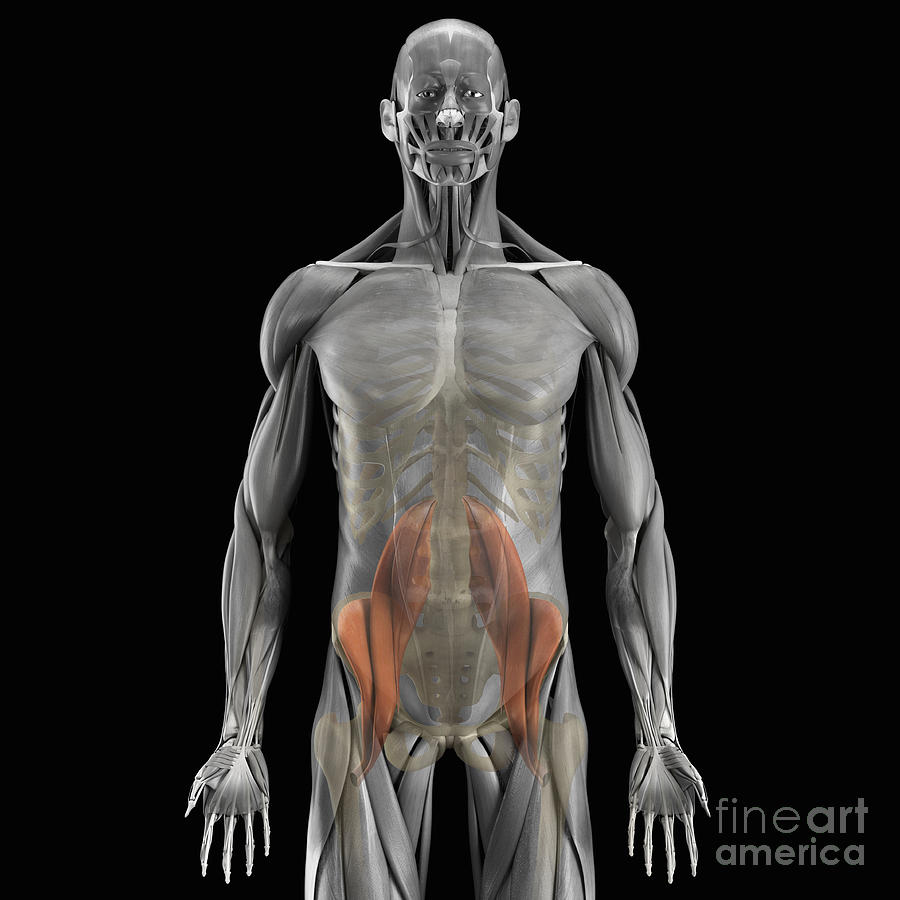 The Psoas Muscles #5 by Science Picture Co