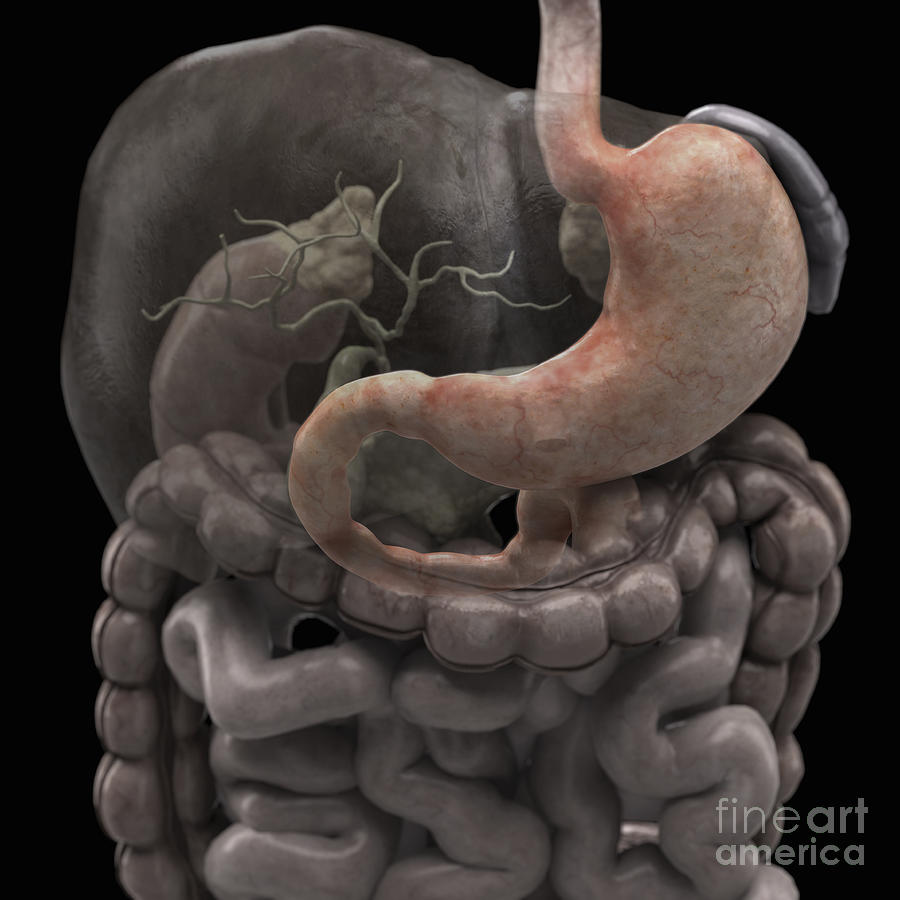 The Stomach #5 Photograph by Science Picture Co