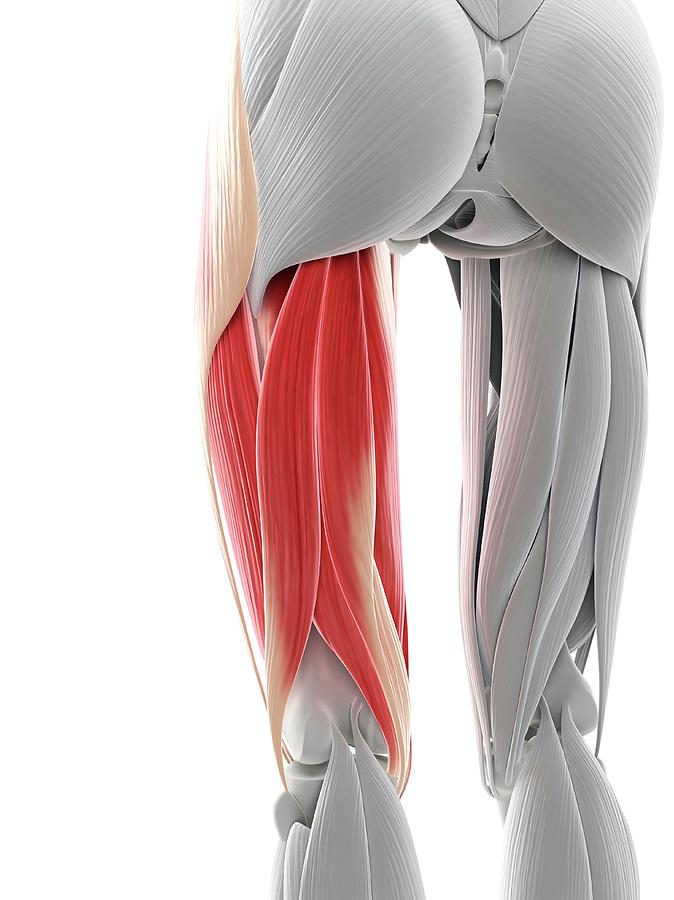 Thigh Muscles #5 by Sciepro/science Photo Library