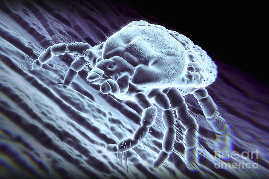 Tick Ixodes #5 Photograph by Science Picture Co