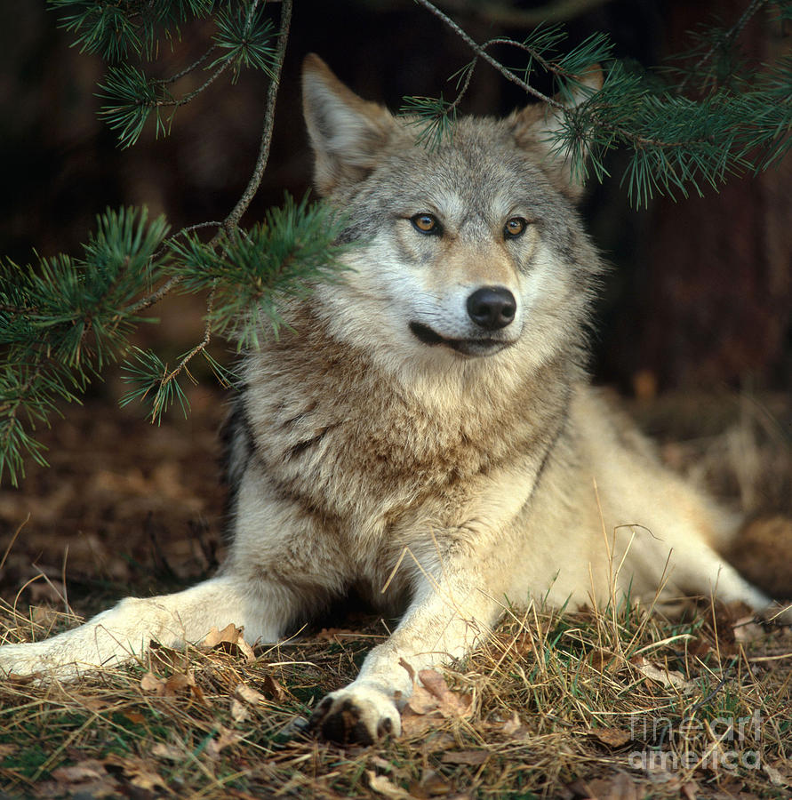 Timber Wolf #5 Photograph by Hans Reinhard
