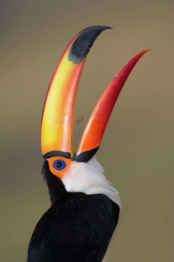 Toco Toucan Ramphastos Toco, Pantanal #5 Photograph by Panoramic Images