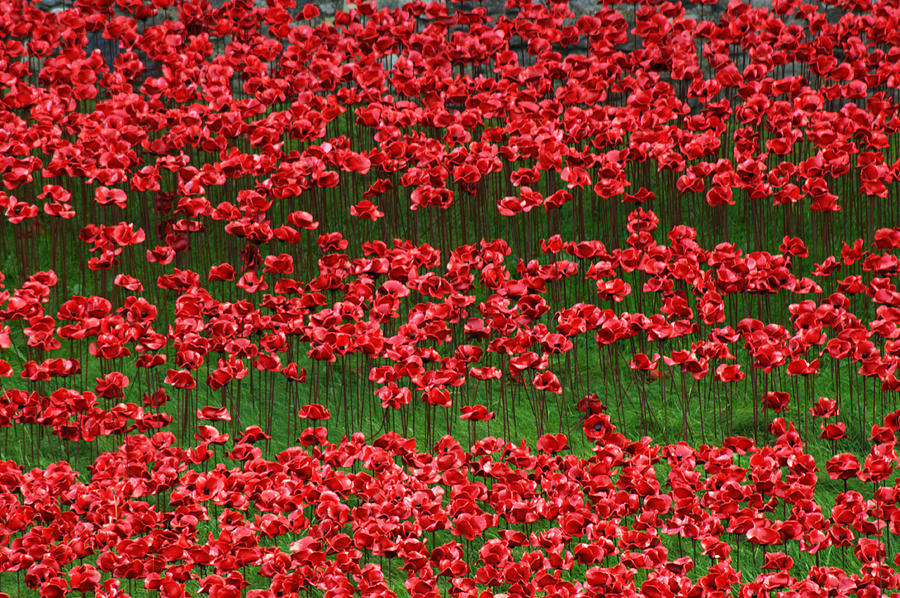 Tower of London Poppies #6 Photograph by Chris Day
