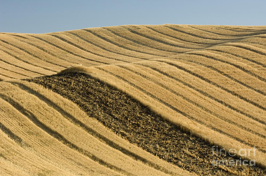 Tracks In Field Photograph by John Shaw - Fine Art America