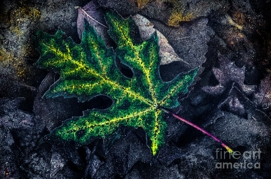 Treasure Of Leaves #4 Photograph by Michael Arend