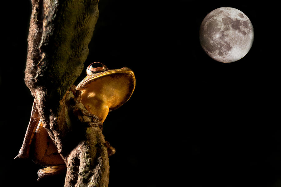 Jungle Photograph - Tree Frog #5 by Dirk Ercken