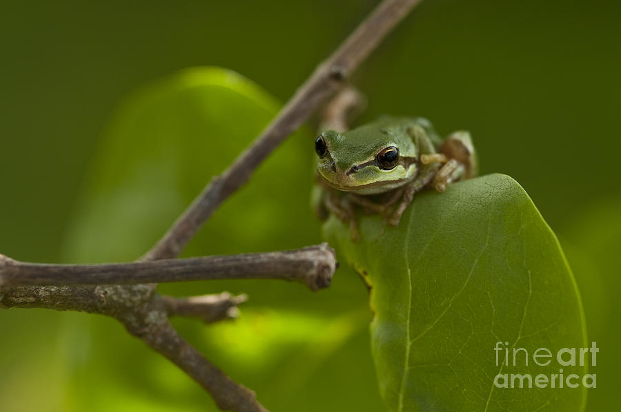 Tree frog in lilac bush #5 Photograph by Jim Corwin