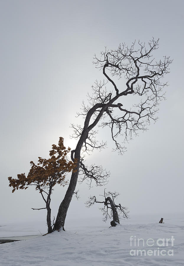 Tree In Winter #5 Photograph by John Shaw