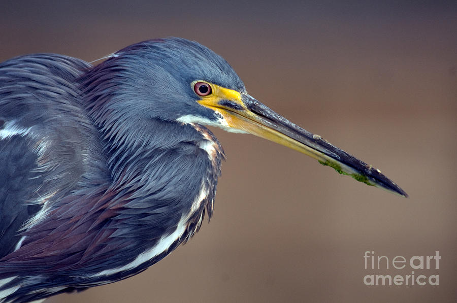 Tricolored Heron #5 Photograph by Mark Newman