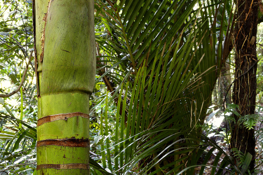 Tropical Jungle Photograph