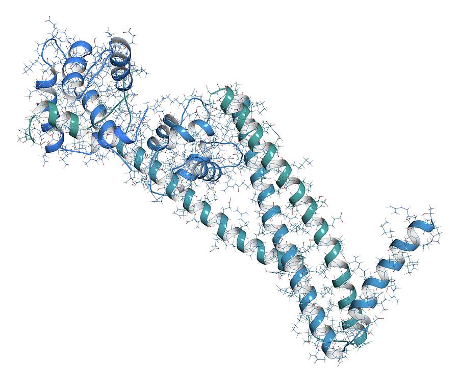 Troponin Cardiac Protein Molecule Photograph By Molekuul/science Photo ...