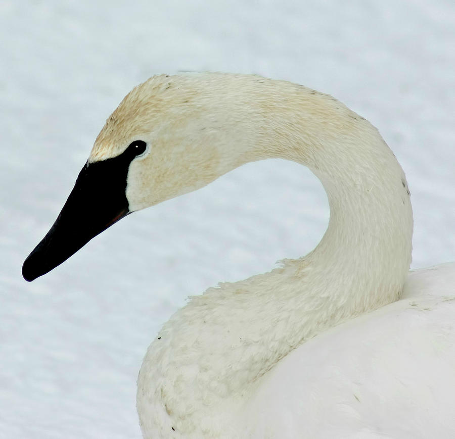 Trumpeter Swan Portrait #1 Photograph by Amanda Stadther