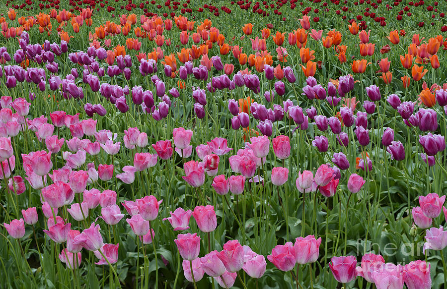 Tulip Photograph - Tulip Field #9 by John Shaw