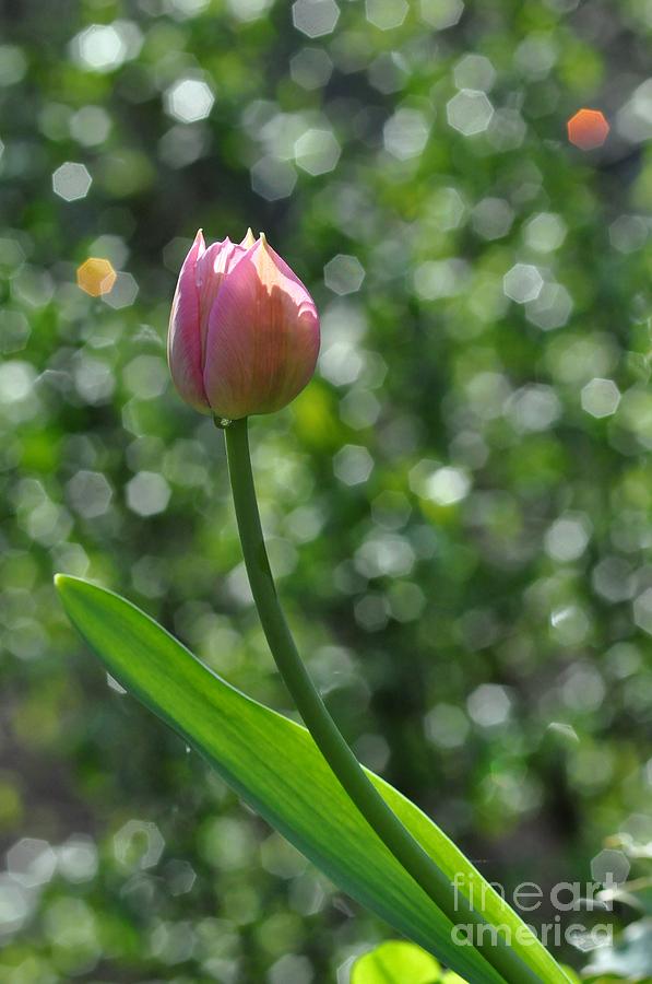 Tulip #5 Photograph by Sylvie Leandre