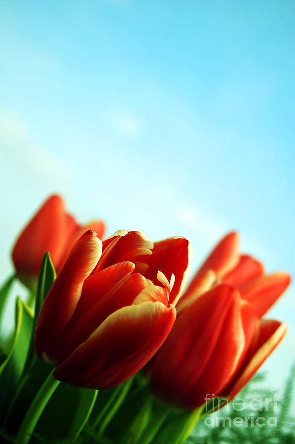 Tulips background #5 Photograph by Michal Bednarek