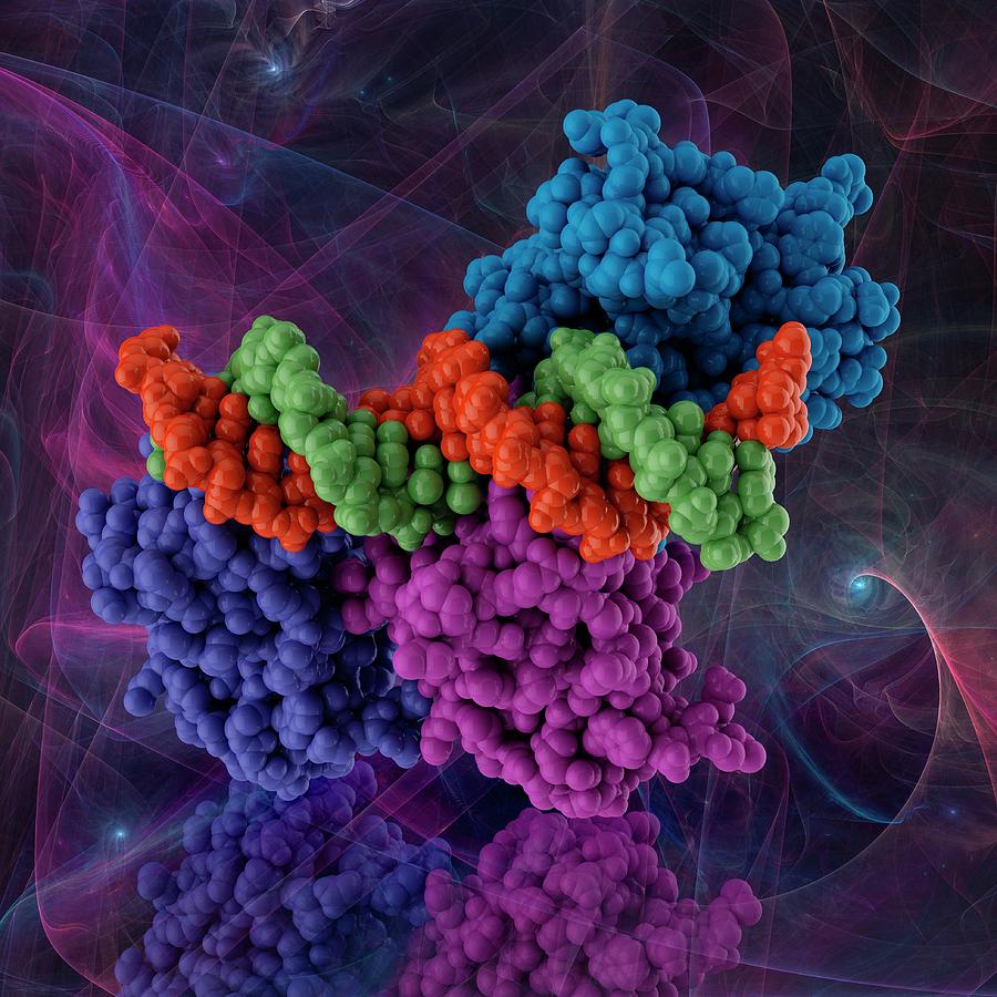 Tumour Suppressor P53 Complexed With Dna Photograph By Laguna Designscience Photo Library 9402