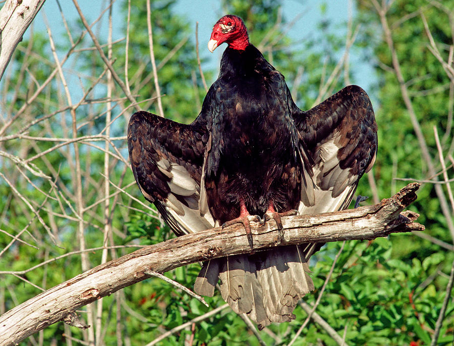 Turkey Vulture Cathartes Aura #5 Photograph by Millard H. Sharp