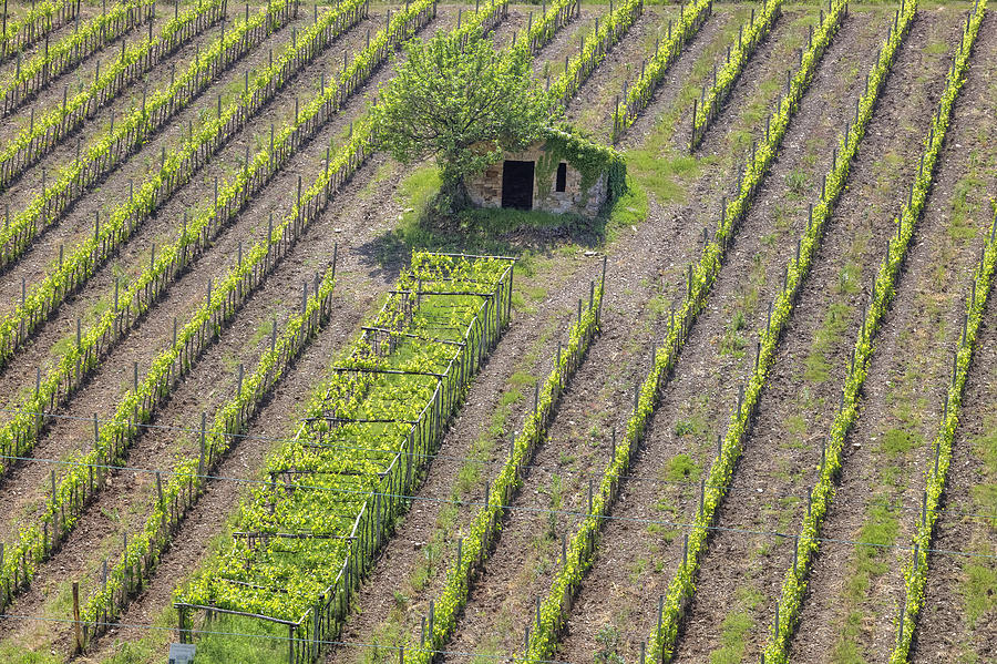 Wine Photograph - Tuscany - Montalcino #5 by Joana Kruse