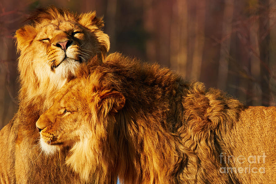 Two lions close together #5 Photograph by Nick  Biemans