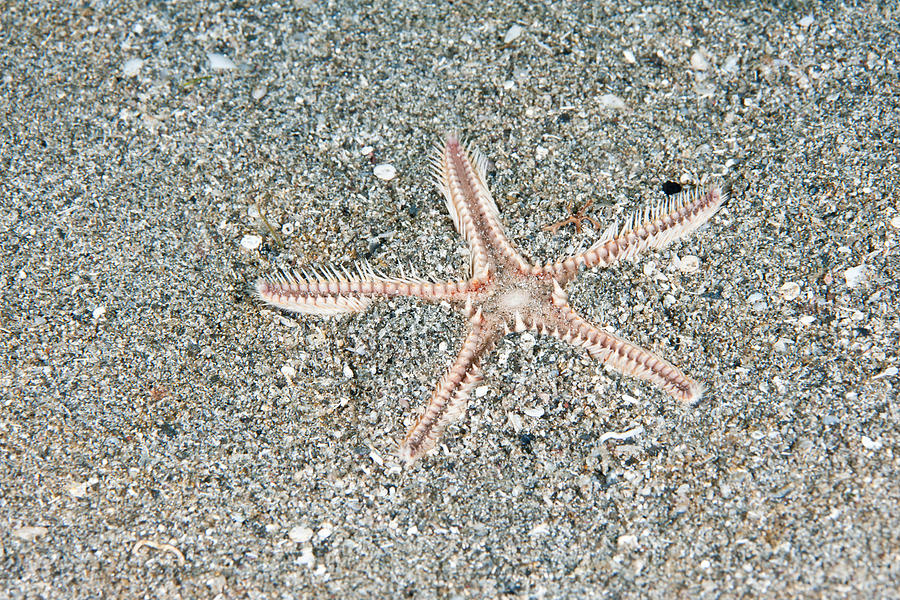 Two-spined Sea Star #5 Photograph by Andrew J. Martinez