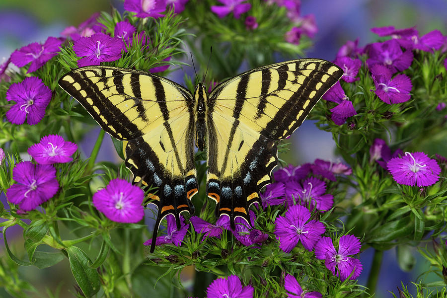 Butterfly Photograph - Two-tailed Swallowtail Butterfly #5 by Darrell Gulin