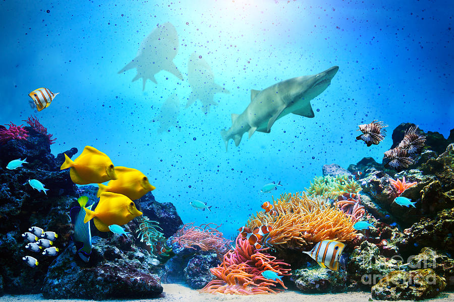 Fish Photograph - Underwater scene #5 by Michal Bednarek