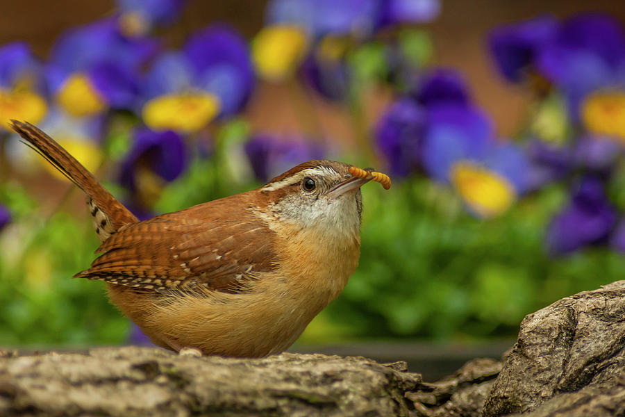 Wren Photograph - USA, North Carolina, Guilford County #5 by Jaynes Gallery