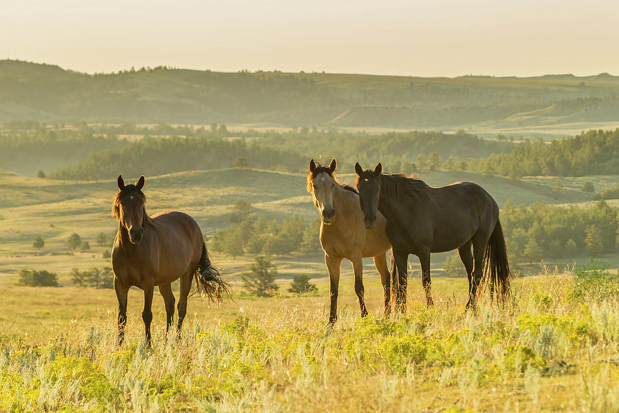 USA, South Dakota, Wild Horse Sanctuary Photograph by Jaynes Gallery