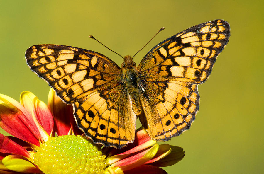 Butterfly Photograph - Variegated Fritillary #6 by Millard H Sharp
