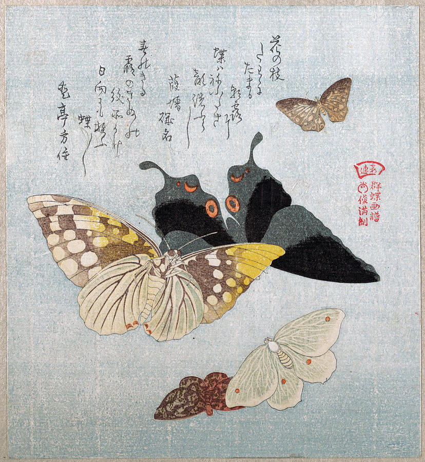 Various Moths and Butterflies #6 Drawing by Kubo Shunman