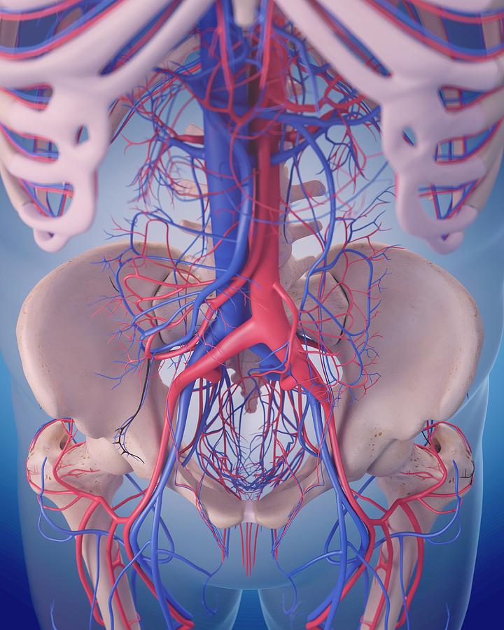Vascular System Of Abdomen #5 Photograph by Sebastian Kaulitzki/science Photo Library