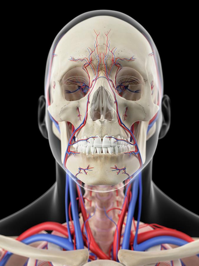 Vascular System Of Head #5 Photograph by Sebastian Kaulitzki/science Photo Library
