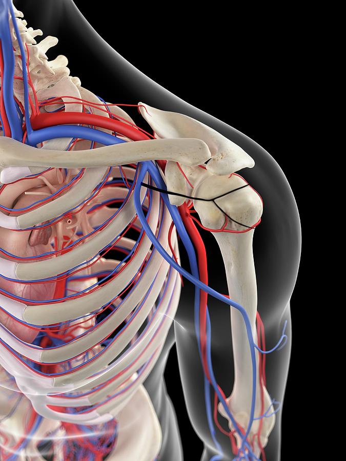 Vascular System Of Shoulder #5 Photograph by Sebastian Kaulitzki/science Photo Library