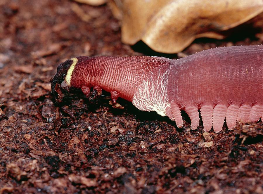 Velvet Worm Photograph By Dr Morley Readscience Photo Library Fine