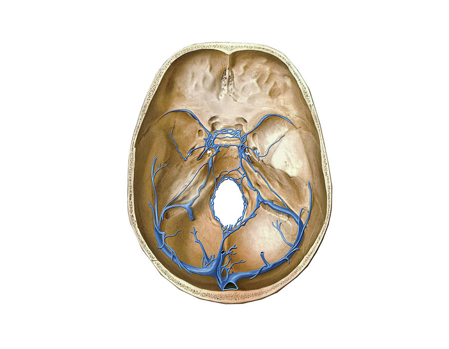 Venous System Of The Brain #5 Photograph by Asklepios Medical Atlas ...