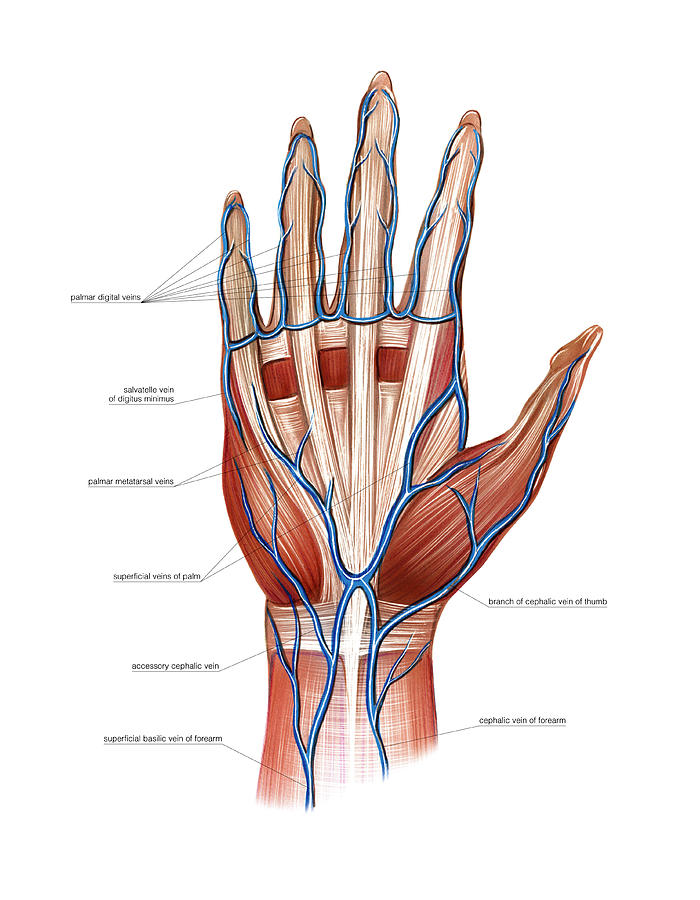 Venous System Of The Hand 5 Photograph By Asklepios Medical Atlas Pixels