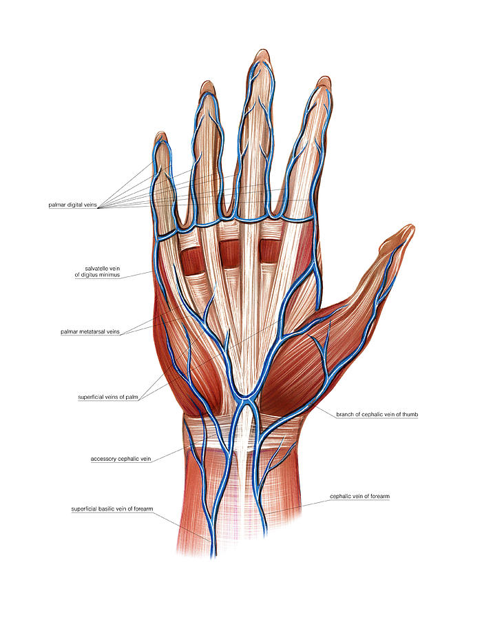 Hand Veins Anatomy