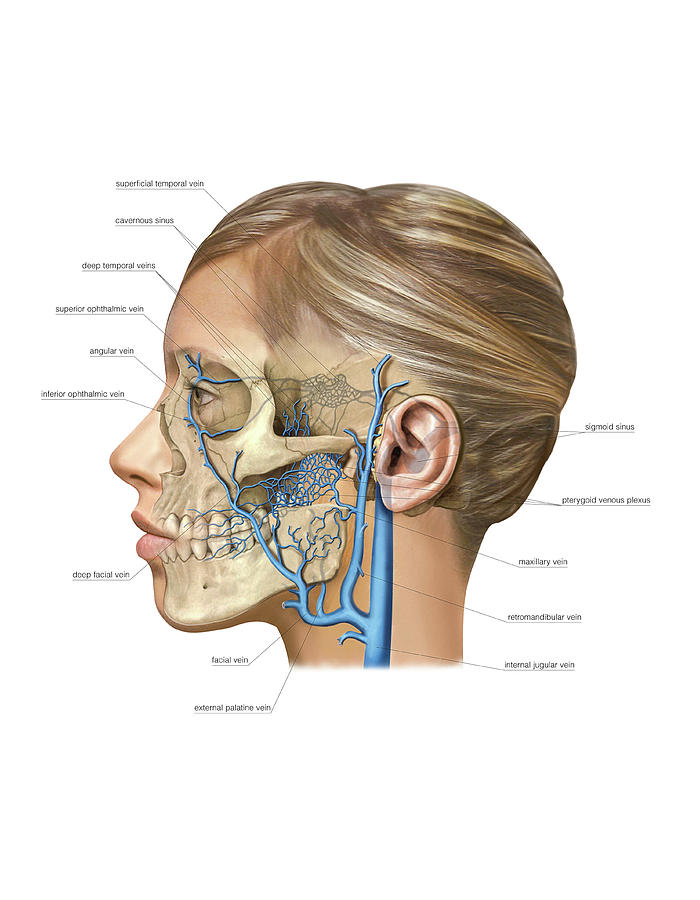 Venous System Of The Head And Neck #5 Photograph by Asklepios Medical Atlas