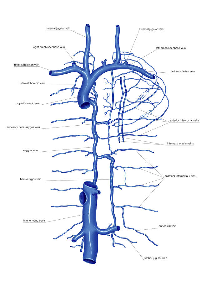 Venous System Of The Torso Photograph By Asklepios Medical Atlas Fine Art America 2324