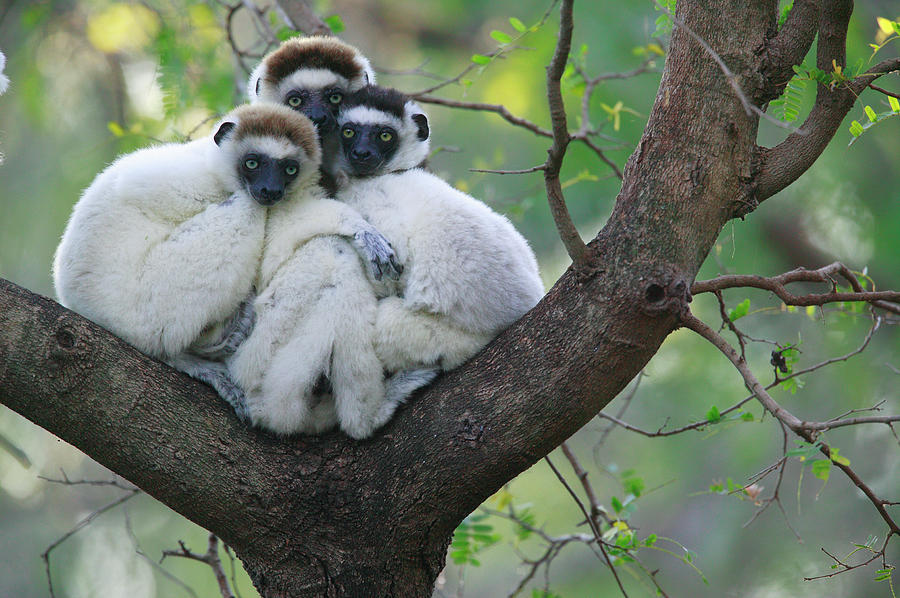Verreauxs Sifakas Cuddling Photograph by Cyril Ruoso