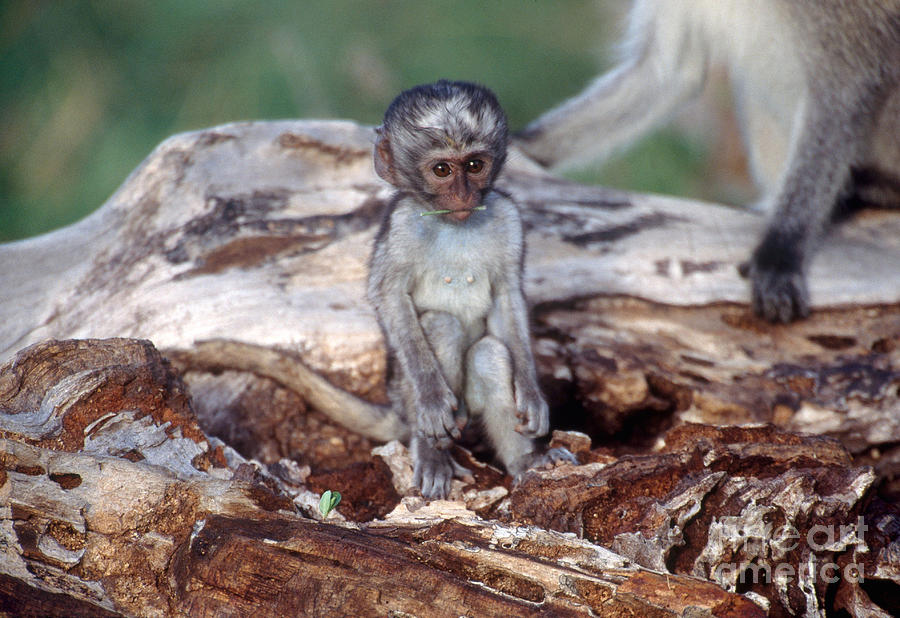 Vervet Monkey #5 Photograph by Art Wolfe